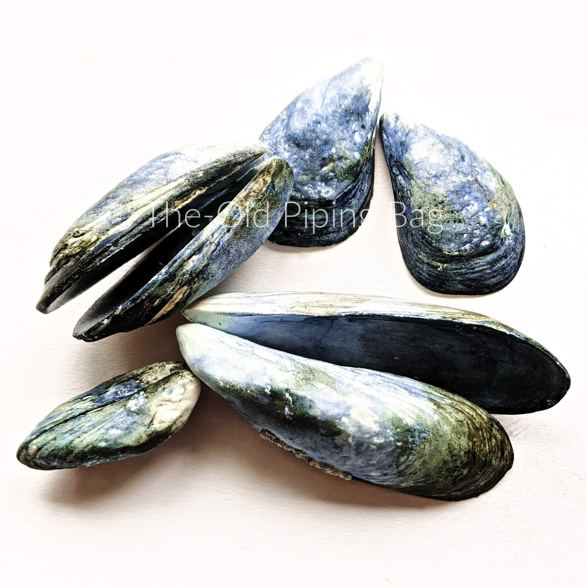 mussel shell silicone mould